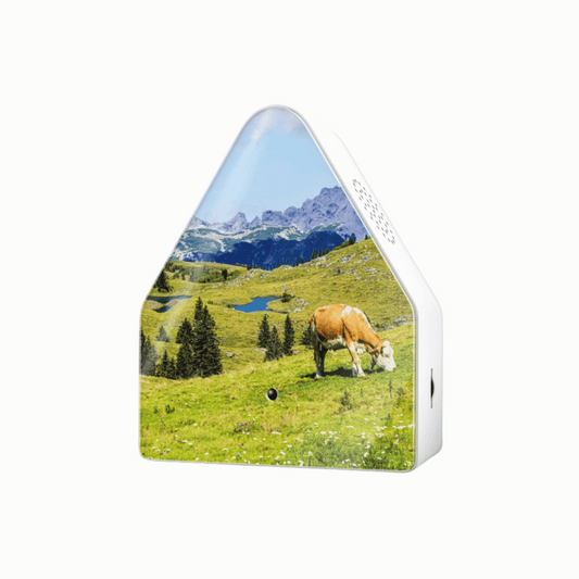 Heidi Box